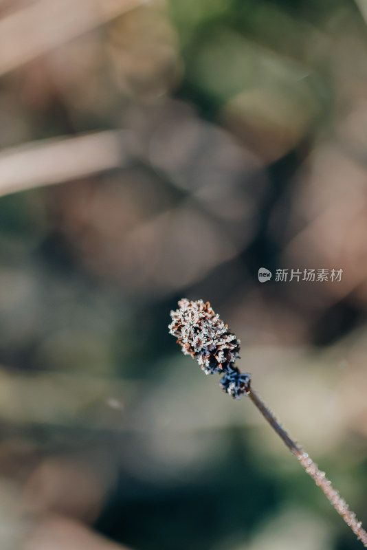 结满冰晶的植物霜降节气