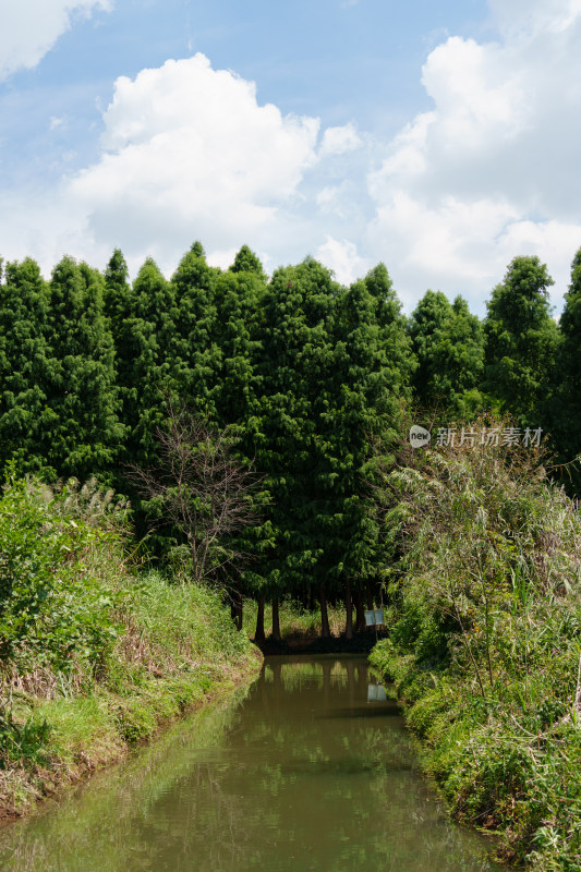 绿意盎然的昆明滇池湿地公园