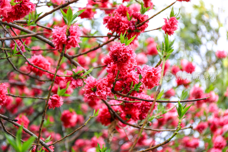 重瓣桃花