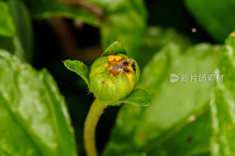 绿色植物花苞上的豚草实蝇微距特写