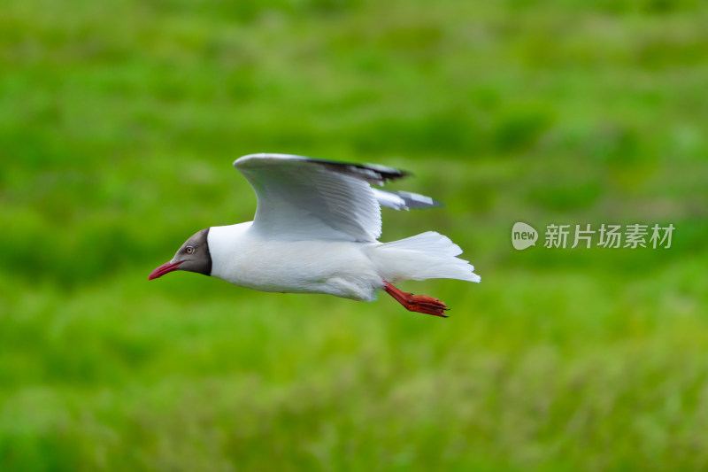 若尔盖的海鸥