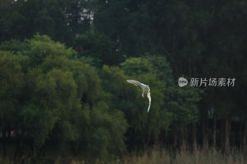 飞鸟掠过绿意盎然树林