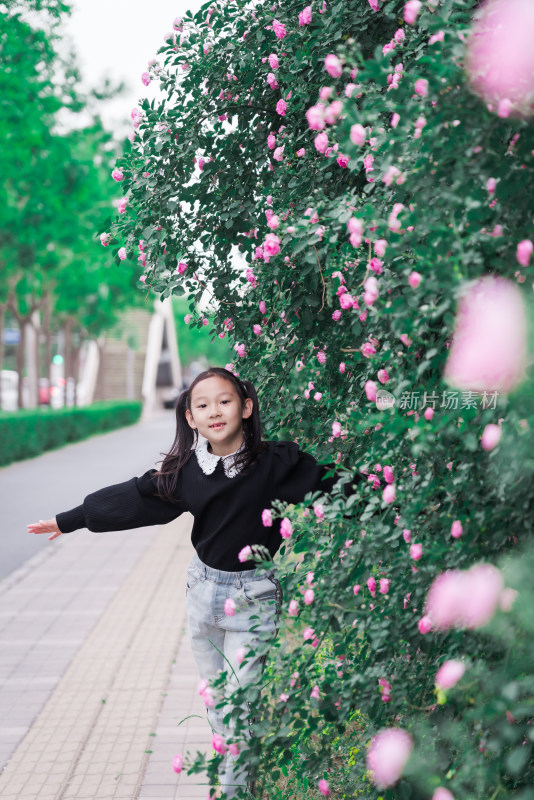 初夏亚裔女孩在盛开的蔷薇花丛中玩耍