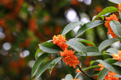 丹桂花枝背景实拍素材