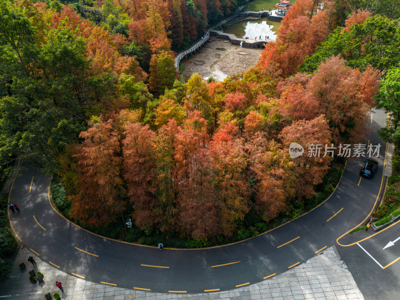 深圳仙湖植物园落羽杉