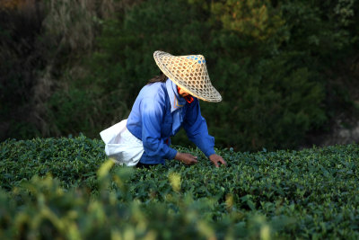 茶山采茶图