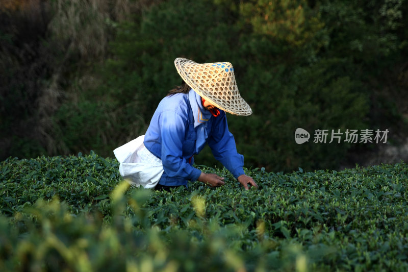 茶山采茶图