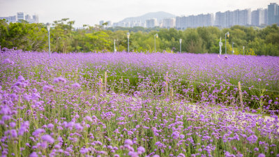 马鞭草花海