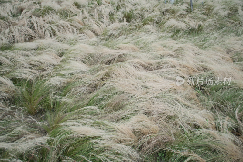 成都夏天休闲生活咖啡鲜花东郊记忆文殊院