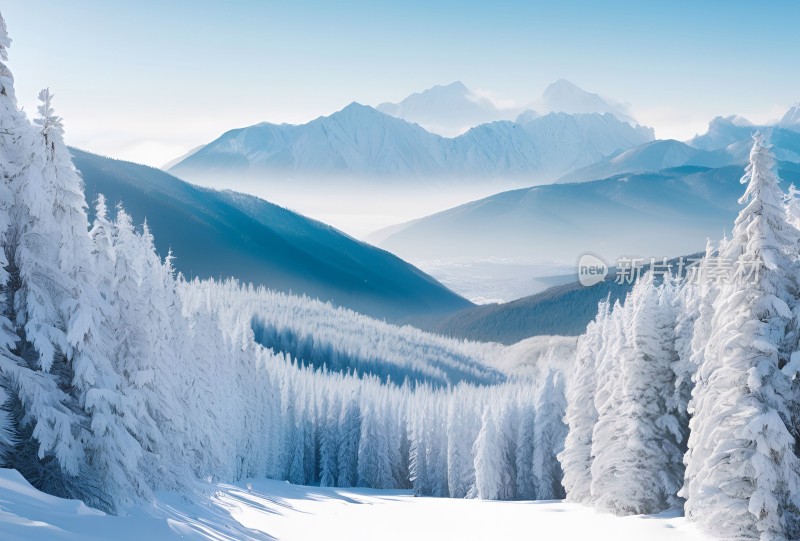 冬季森林白雪覆盖风景