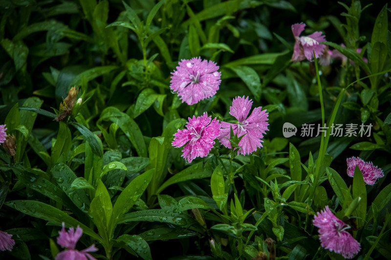 夏季雨后粉红色石竹花特写