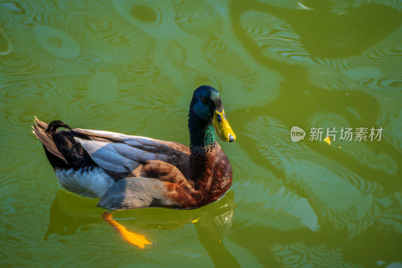 绿头鸭在湖里游泳