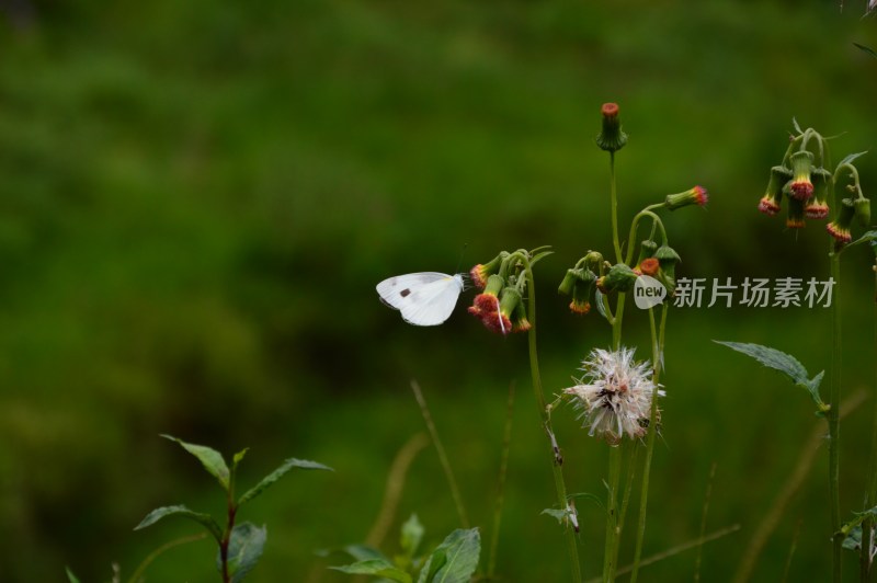 黄色蒲公英上的白色蝴蝶