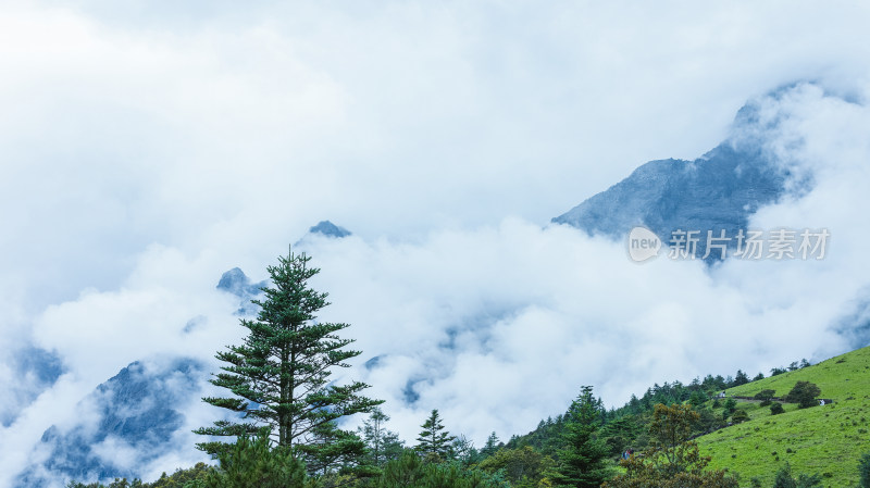 玉龙雪山牦牛坪