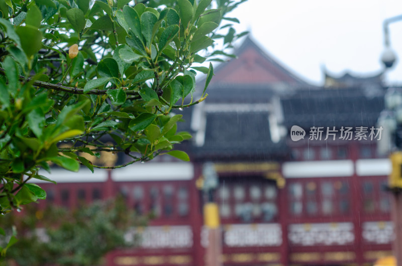 上海城隍庙，细雨打在绿叶上