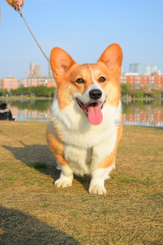 草地湖畔的柯基犬