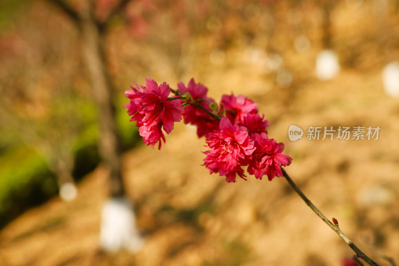 山间盛开的粉色樱花