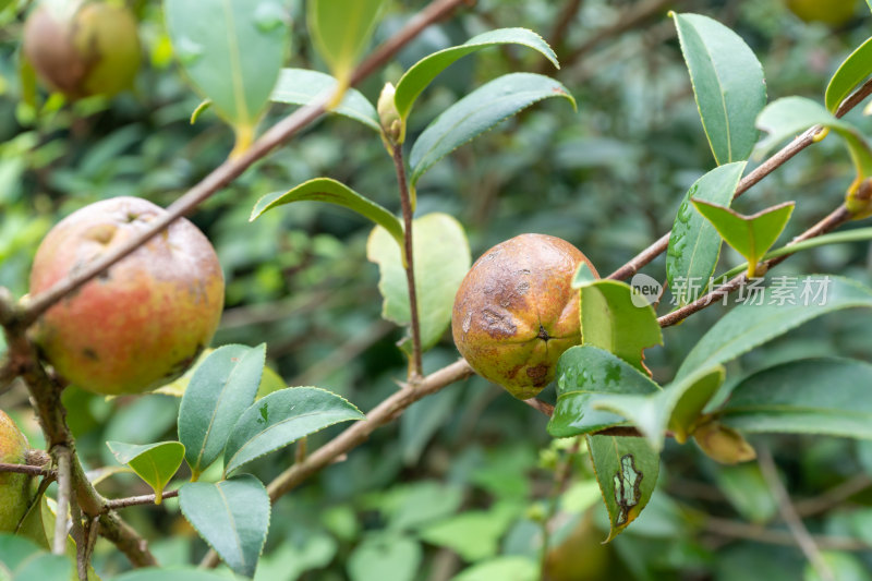 野生油茶籽树