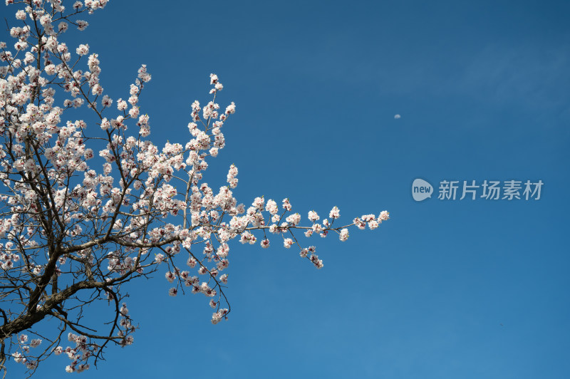 春天乡村盛开的杏花和天空蓝色留白背景