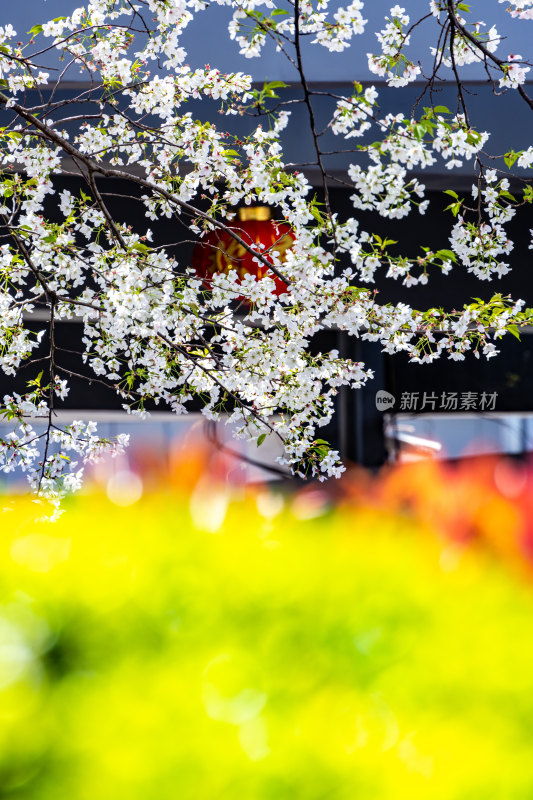 上海樱花季春天景观