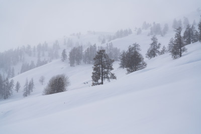 新疆喀纳斯大雪覆盖的树林