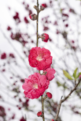 春天绽放的红色碧桃花特写