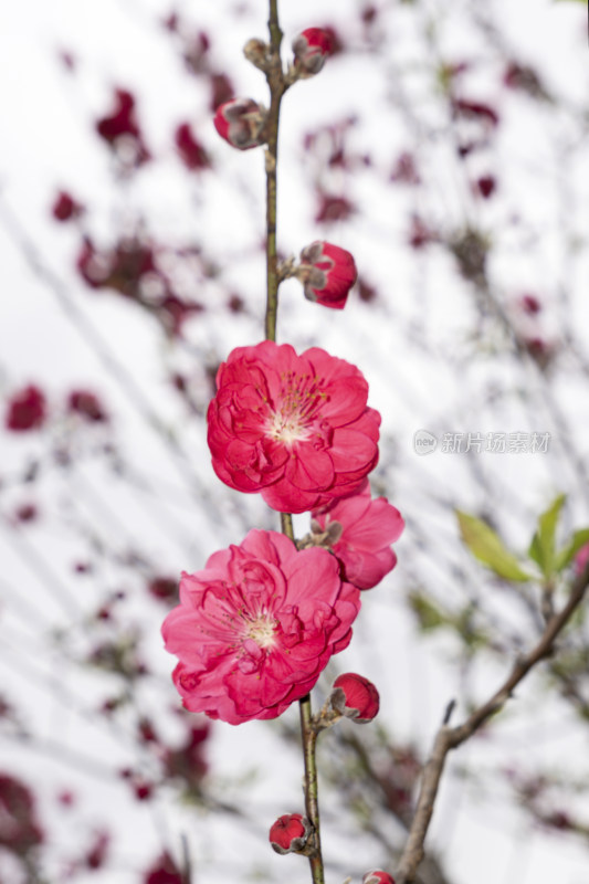 春天绽放的红色碧桃花特写