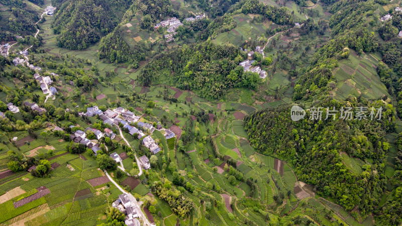 大山山峰农村农业农民茶园