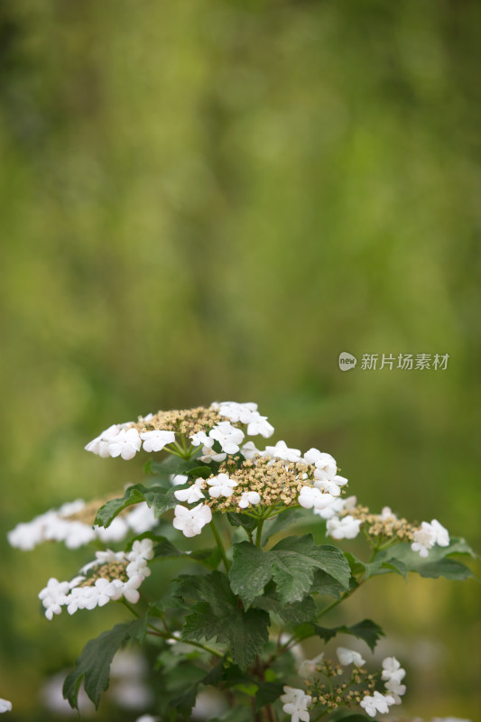 户外的绿化植物鸡树条