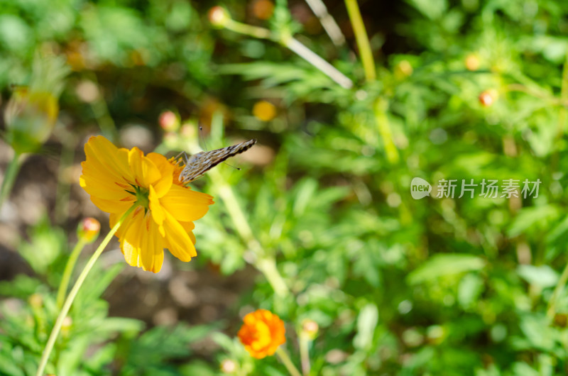 小黄花上的一只花蝴蝶