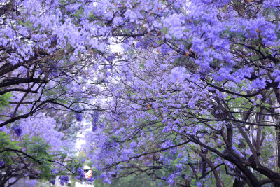 蓝花楹 教场中路蓝花楹绽放