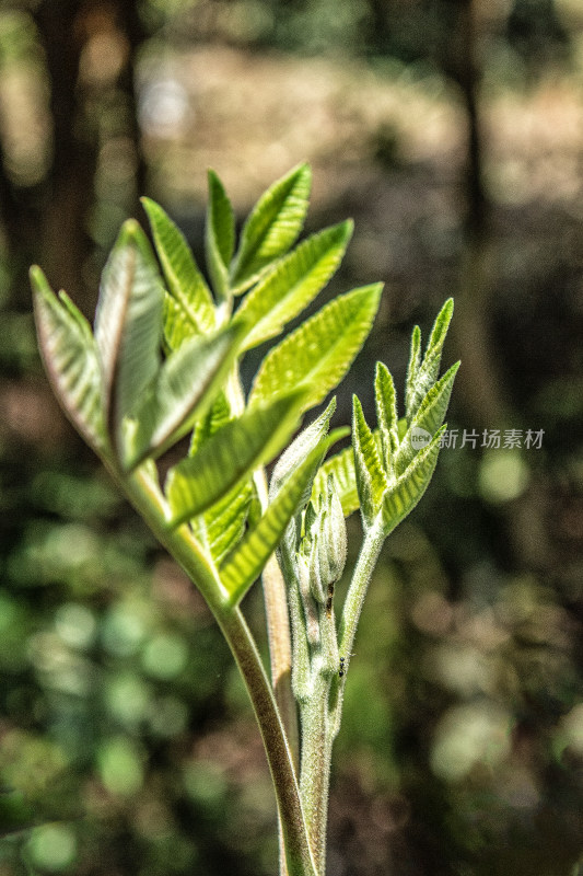 微距拍摄的春季植物特写