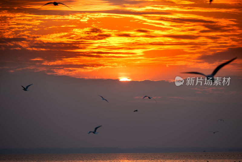 海鸥与落日