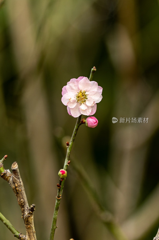 梅花梅园