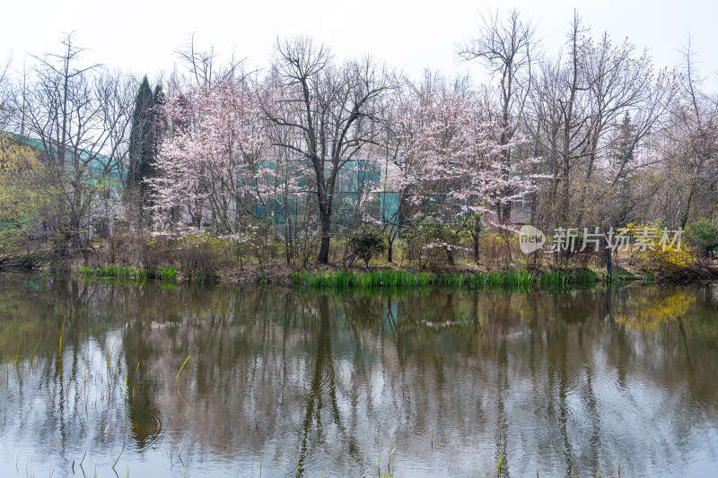 青岛中山公园樱花盛开的粉色樱花