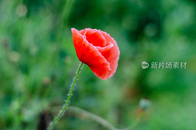 随风飘摇的一朵虞美人花