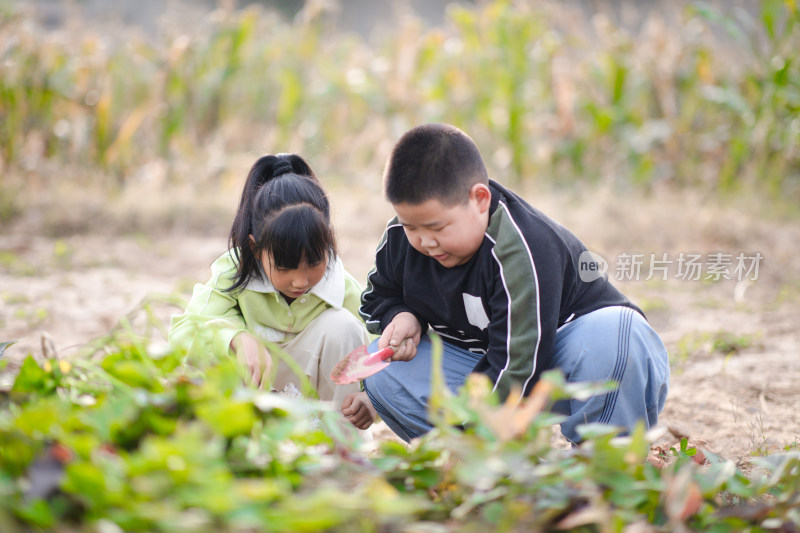 两个小孩在一起挖地瓜