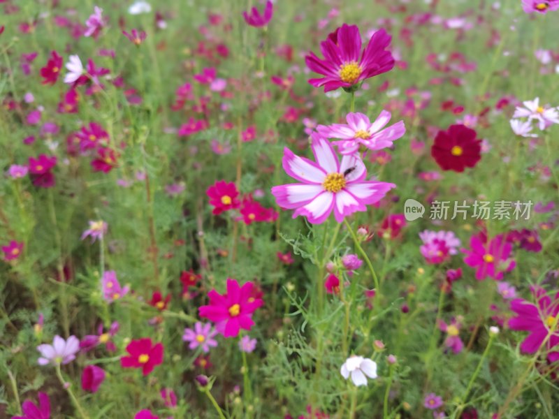 缤纷多彩的波斯菊盛开在田野间的美景