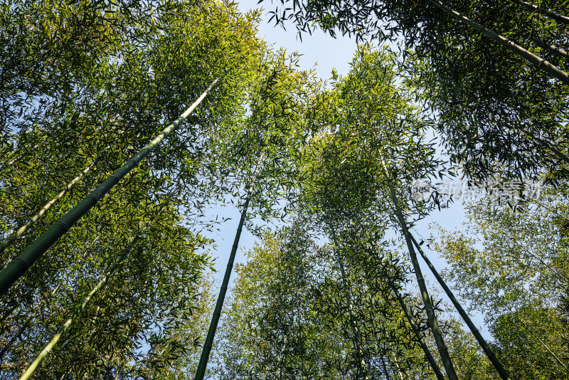 仰拍高大的绿色竹林