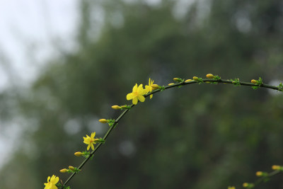 春天的迎春花，小黄花，黄色小花