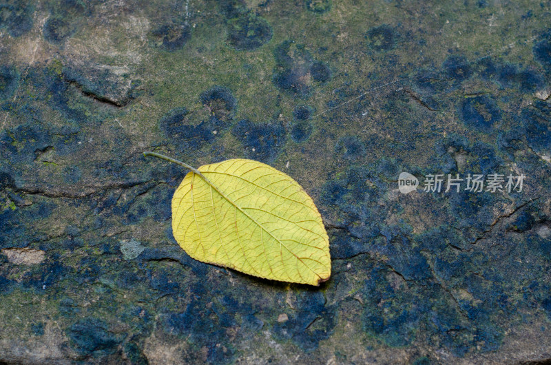 石板上的一片树叶