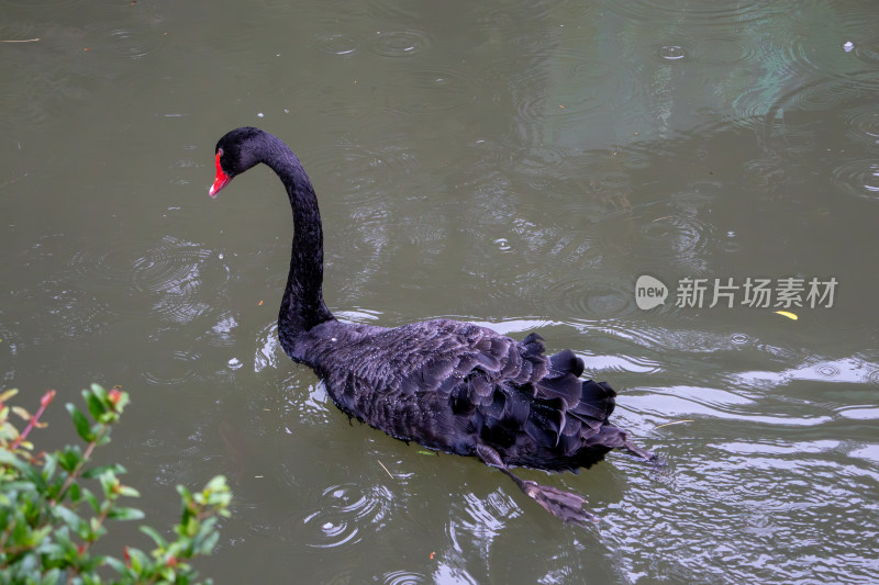 池塘优雅的黑天鹅