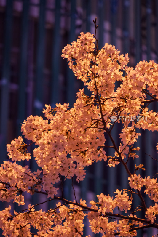 湖南常德府坪街春季樱花街道夜景