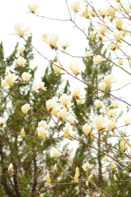 满树盛开的玉兰花