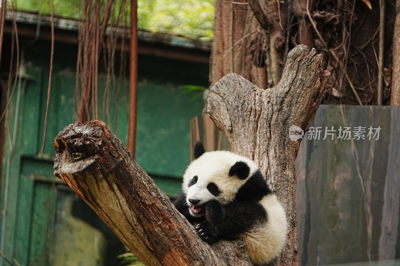 大熊猫幼崽抱树干休憩