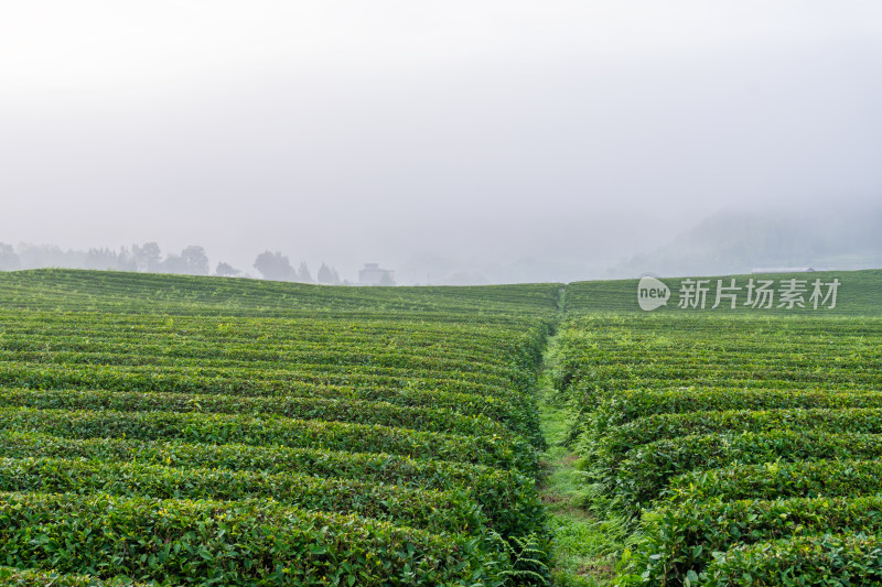 贵州茶园背景素材