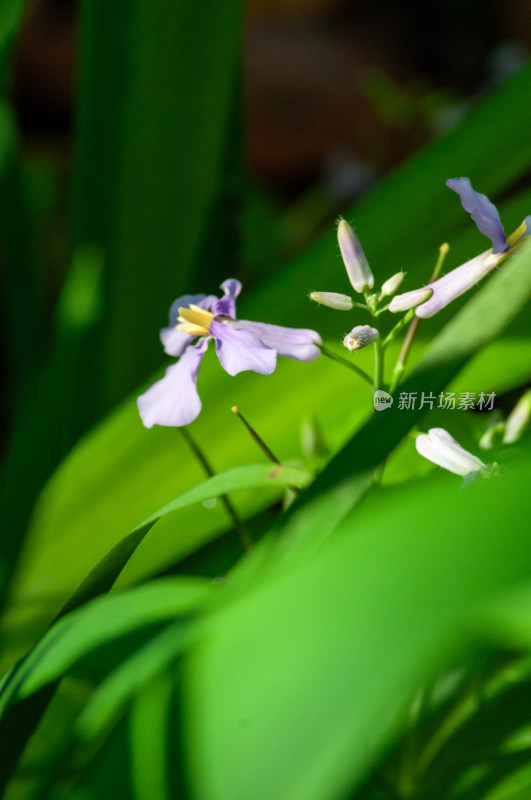 小小的野花