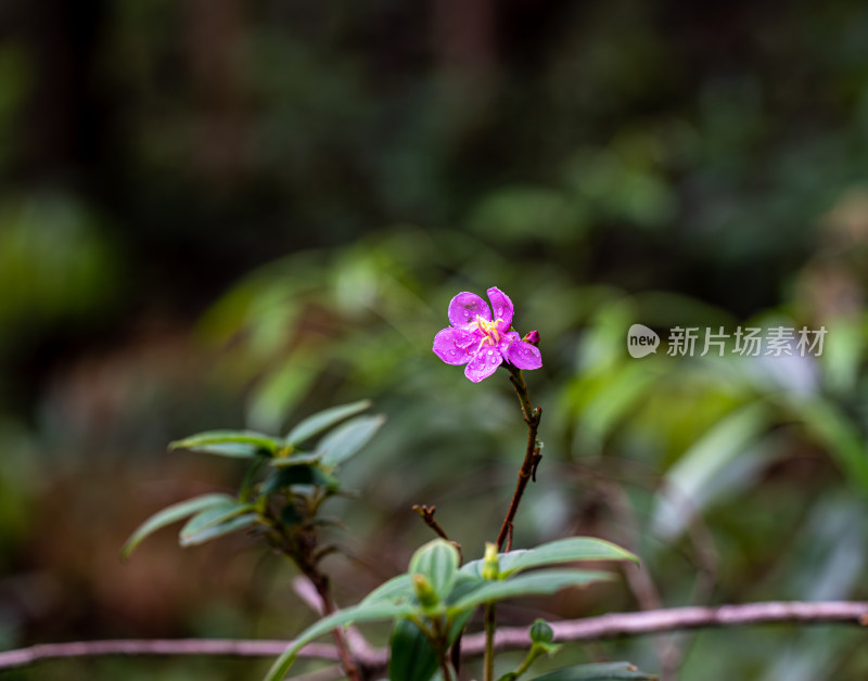 粉红色开花植物野牡丹