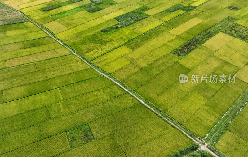 稻谷飘香的田野