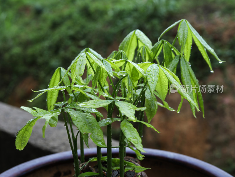 春天绿色的植物叶子树叶和水滴雨滴